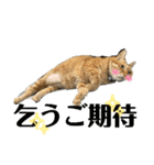 犬猫三昧①❼（個別スタンプ：6）