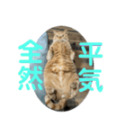犬猫三昧①❼（個別スタンプ：7）