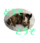 犬猫三昧①❼（個別スタンプ：8）