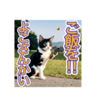 銃を向けて、要求をする猫ちゃん（個別スタンプ：1）