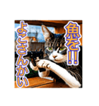 銃を向けて、要求をする猫ちゃん（個別スタンプ：2）