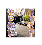銃を向けて、要求をする猫ちゃん（個別スタンプ：3）