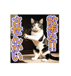 銃を向けて、要求をする猫ちゃん（個別スタンプ：4）
