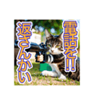 銃を向けて、要求をする猫ちゃん（個別スタンプ：5）