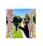 銃を向けて、要求をする猫ちゃん（個別スタンプ：6）