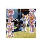 銃を向けて、要求をする猫ちゃん（個別スタンプ：9）