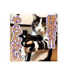 銃を向けて、要求をする猫ちゃん（個別スタンプ：10）