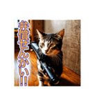 銃を向けて、要求をする猫ちゃん（個別スタンプ：12）