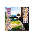 銃を向けて、要求をする猫ちゃん（個別スタンプ：14）