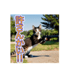 銃を向けて、要求をする猫ちゃん（個別スタンプ：15）