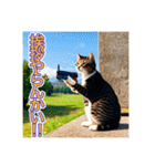 銃を向けて、要求をする猫ちゃん（個別スタンプ：22）
