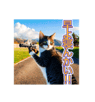 銃を向けて、要求をする猫ちゃん（個別スタンプ：24）