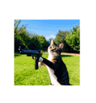 銃を向けて、要求をする猫ちゃん（個別スタンプ：30）