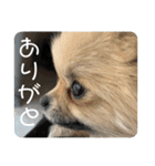 ポメラニアンのちもスタンプ（個別スタンプ：1）