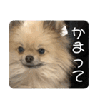 ポメラニアンのちもスタンプ（個別スタンプ：4）