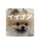 ポメラニアンのちもスタンプ（個別スタンプ：6）