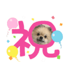 ポメラニアンのちもスタンプ（個別スタンプ：15）