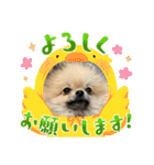 ポメラニアンのちもスタンプ（個別スタンプ：19）