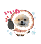 ポメラニアンのちもスタンプ（個別スタンプ：24）