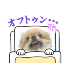 ポメラニアンのちもスタンプ（個別スタンプ：26）