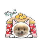 ポメラニアンのちもスタンプ（個別スタンプ：28）