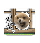 ポメラニアンのちもスタンプ（個別スタンプ：30）