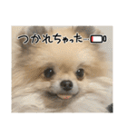 ポメラニアンのちもスタンプ（個別スタンプ：31）