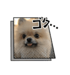 ポメラニアンのちもスタンプ（個別スタンプ：33）