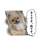ポメラニアンのちもスタンプ（個別スタンプ：38）