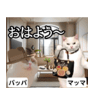 ⚫猫ミームで会話⭐40匹セット！！ 煽り/煽る（個別スタンプ：1）