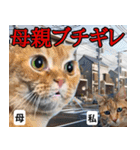 ⚫猫ミームで会話⭐40匹セット！！ 煽り/煽る（個別スタンプ：14）