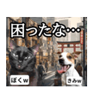 ⚫猫ミームで会話⭐40匹セット！！ 煽り/煽る（個別スタンプ：16）