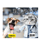 ⚫猫ミームで会話⭐40匹セット！！ 煽り/煽る（個別スタンプ：17）