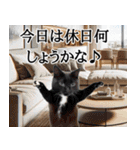 ⚫猫ミームで会話⭐40匹セット！！ 煽り/煽る（個別スタンプ：25）