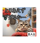 ⚫猫ミームで会話⭐40匹セット！！ 煽り/煽る（個別スタンプ：27）