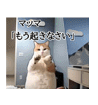 ⚫猫ミームで会話⭐40匹セット！！ 煽り/煽る（個別スタンプ：31）