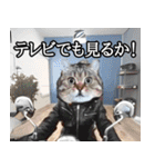 ⚫猫ミームで会話⭐40匹セット！！ 煽り/煽る（個別スタンプ：33）