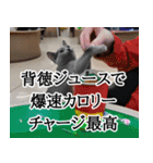 ⚫猫ミームで会話⭐40匹セット！！ 煽り/煽る（個別スタンプ：34）