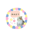 オカメインコのきーちゃんの日常会話（個別スタンプ：1）