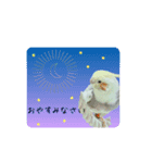オカメインコのきーちゃんの日常会話（個別スタンプ：2）