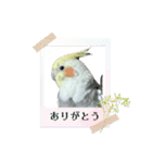 オカメインコのきーちゃんの日常会話（個別スタンプ：4）