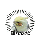 オカメインコのきーちゃんの日常会話（個別スタンプ：6）