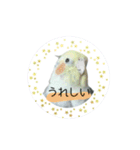 オカメインコのきーちゃんの日常会話（個別スタンプ：7）
