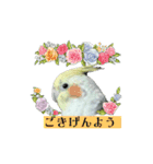 オカメインコのきーちゃんの日常会話（個別スタンプ：8）