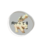 オカメインコのきーちゃんの日常会話（個別スタンプ：10）