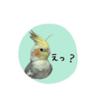 オカメインコのきーちゃんの日常会話（個別スタンプ：12）