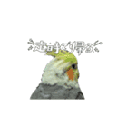 オカメインコのきーちゃんの日常会話（個別スタンプ：13）