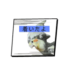 オカメインコのきーちゃんの日常会話（個別スタンプ：15）