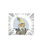 オカメインコのきーちゃんの日常会話（個別スタンプ：16）