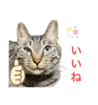 ネオ・ザ・タロウ3（個別スタンプ：8）